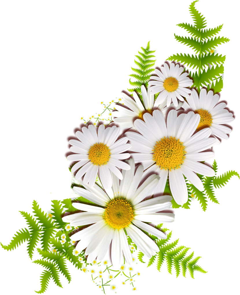 花や葉の写真 画像 フリー素材 No 190 白 菊 マーガレット