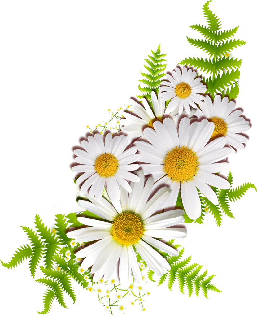 花や葉の写真 画像 フリー素材 No 190 白 菊 マーガレット