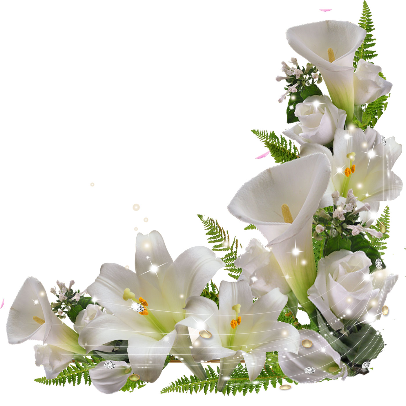 百合 ゆり の花の写真 画像 フリー素材 No 324 白ゆり 葉 光源