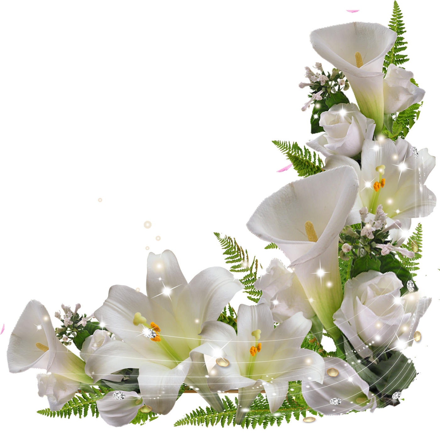 白い花の写真 フリー素材 No 617 白ユリ 葉 光源
