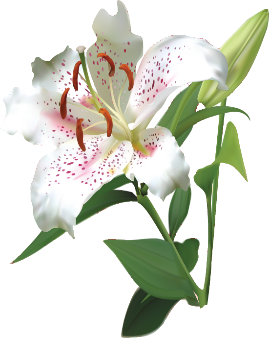白い花のイラスト フリー素材 No 110 白ユリ カサブランカ