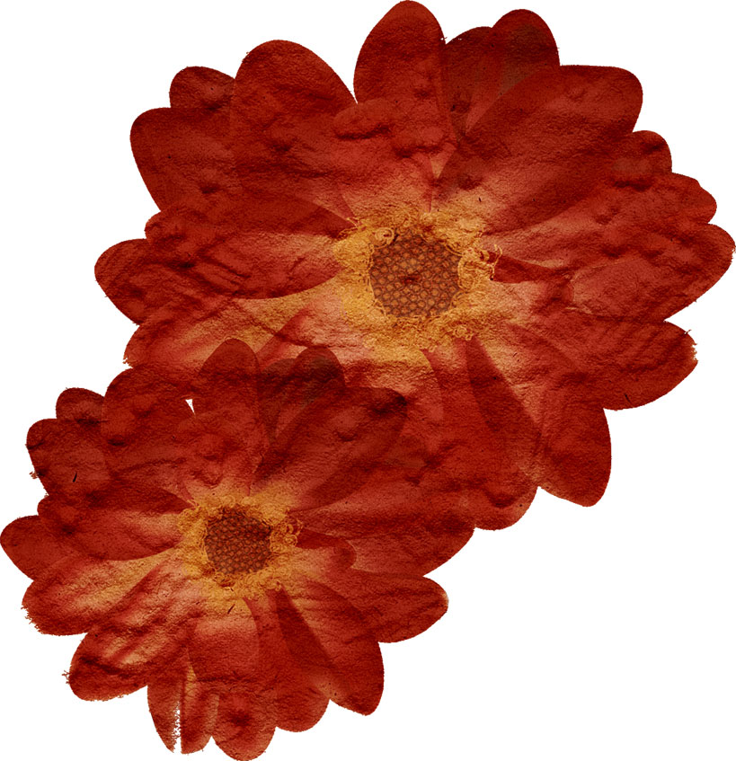 赤い花のイラスト-赤褐色