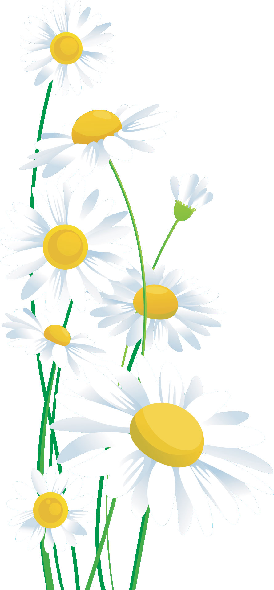 リアルタッチな花のイラスト フリー素材 No 130 白いコスモス