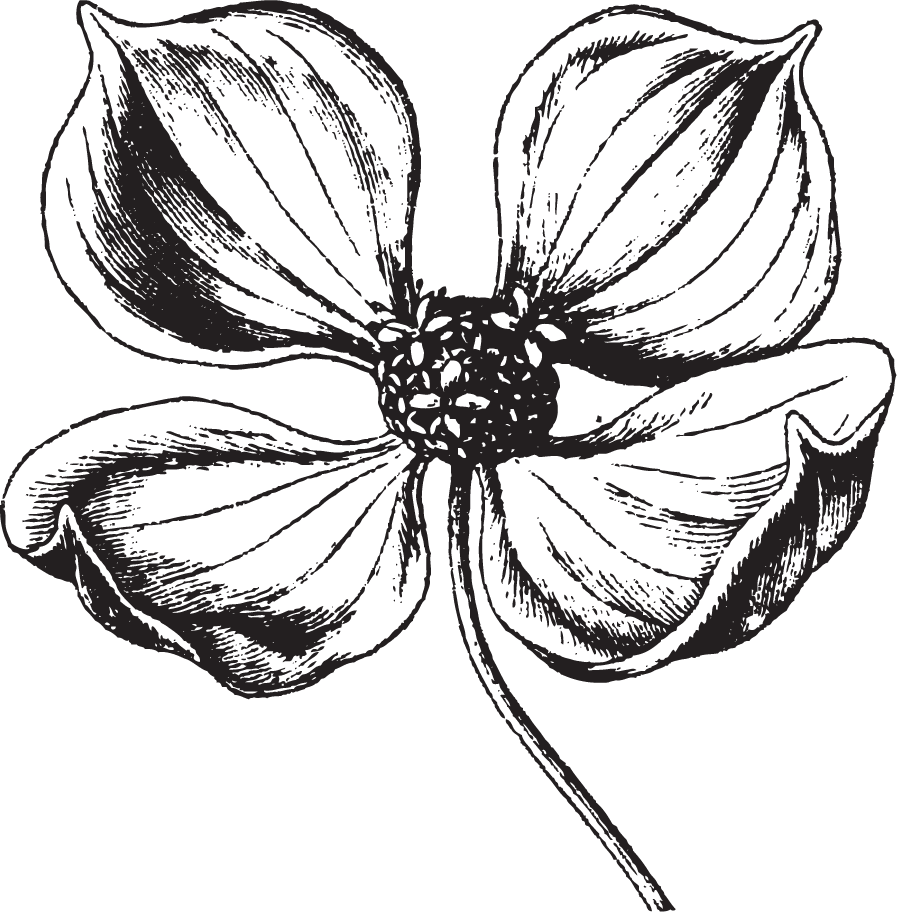 花のイラスト フリー素材 白黒 モノクロno 069 花びら4枚