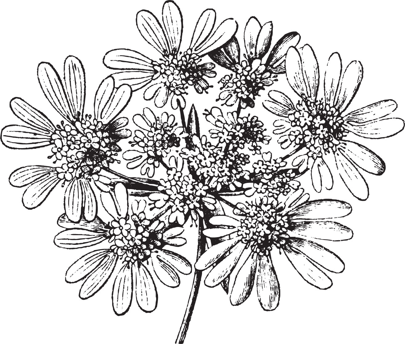 白黒の花のイラスト-6輪