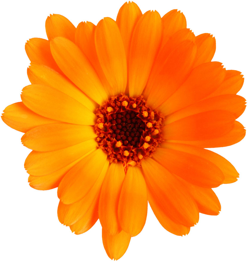 オレンジ色の花の写真 フリー素材 No 247 オレンジ