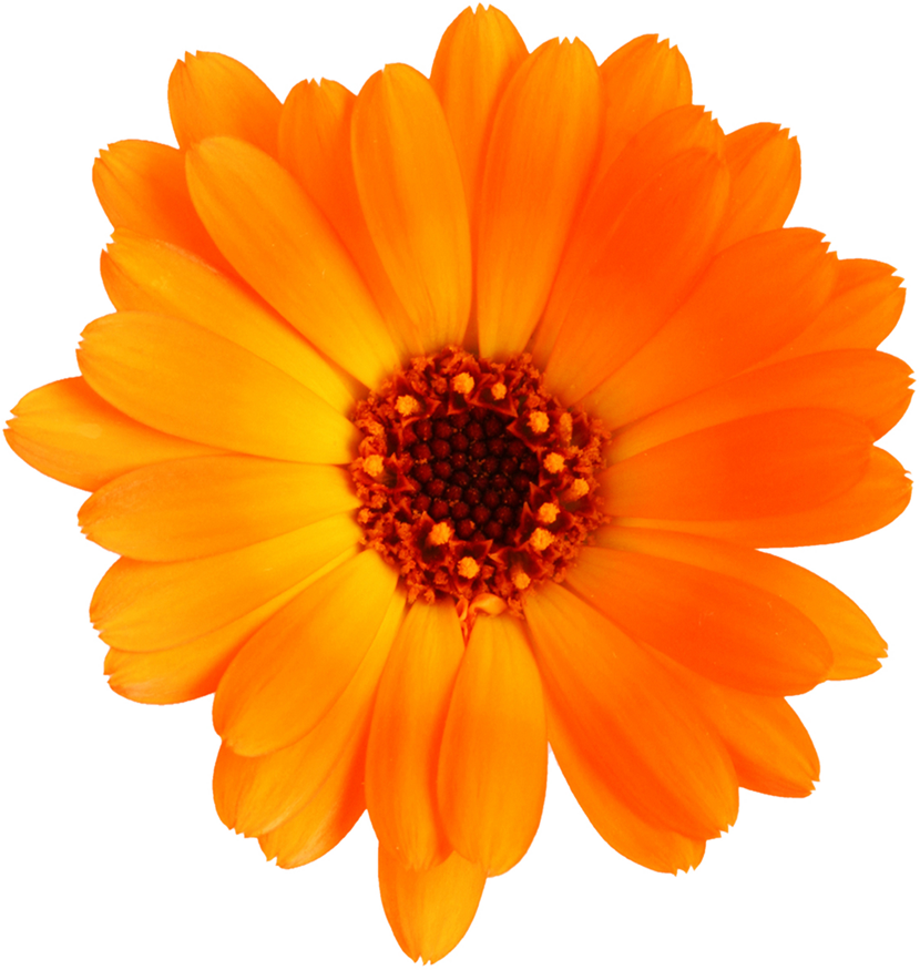花や葉の写真・画像・フリー素材／No.541『オレンジ』