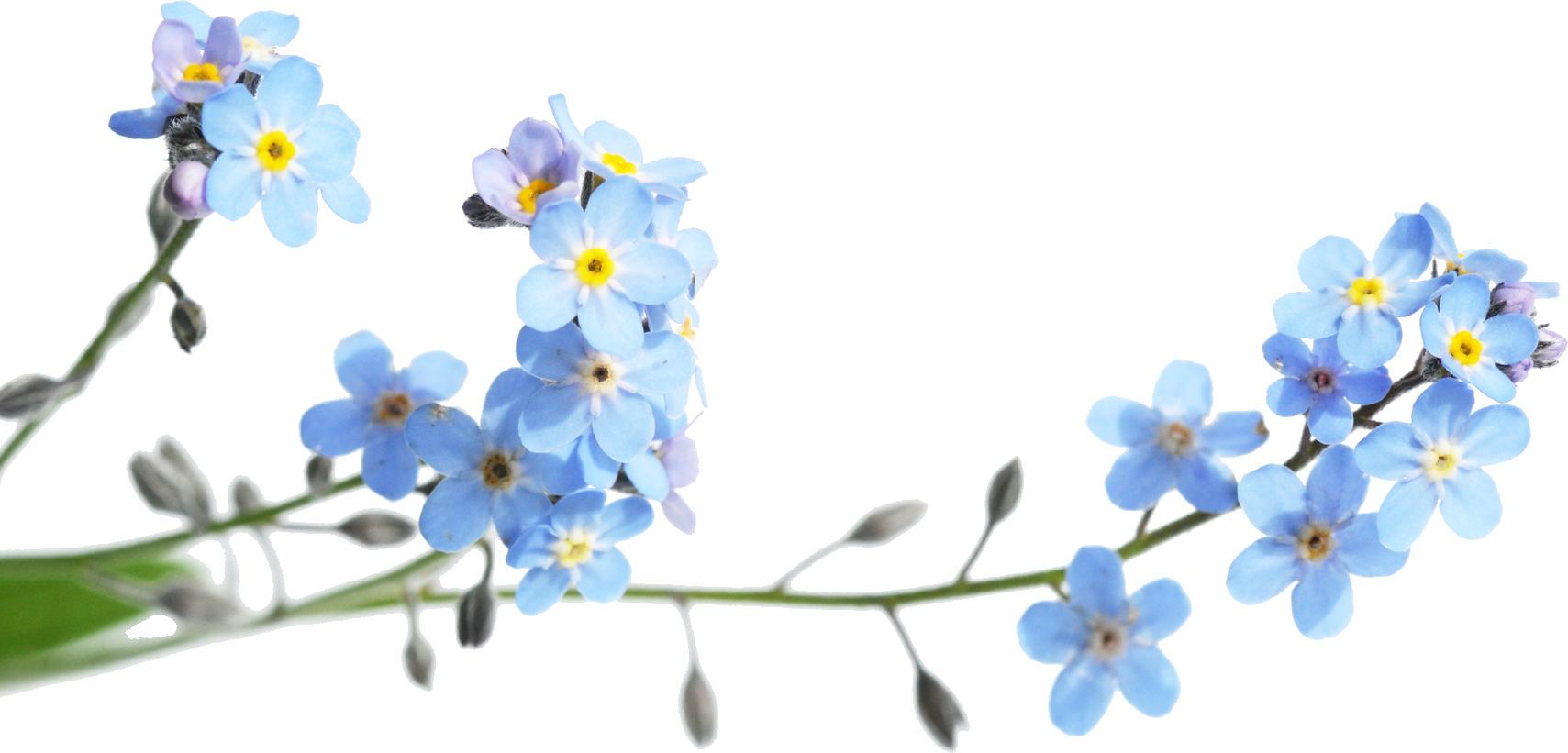 青い花のイラスト フリー素材 No 307 水色 つぼみ