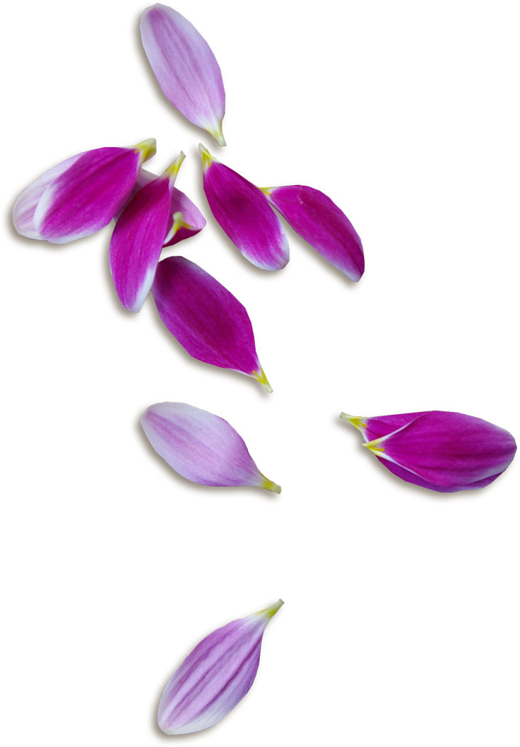 花・葉の写真画像-たくさんの紫の花びら