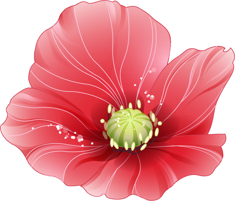 ポピー ひなげしの花のイラスト 画像 無料のフリー素材集 百花繚乱