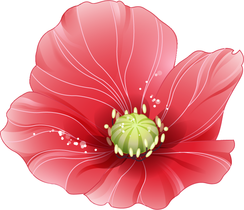 リアルな花のイラスト フリー素材 花一輪no 1638 赤 めしべおしべ