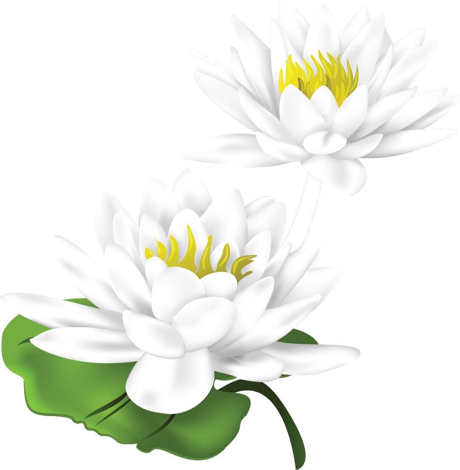 白い花のイラスト フリー素材 No 077 白い蓮 二輪