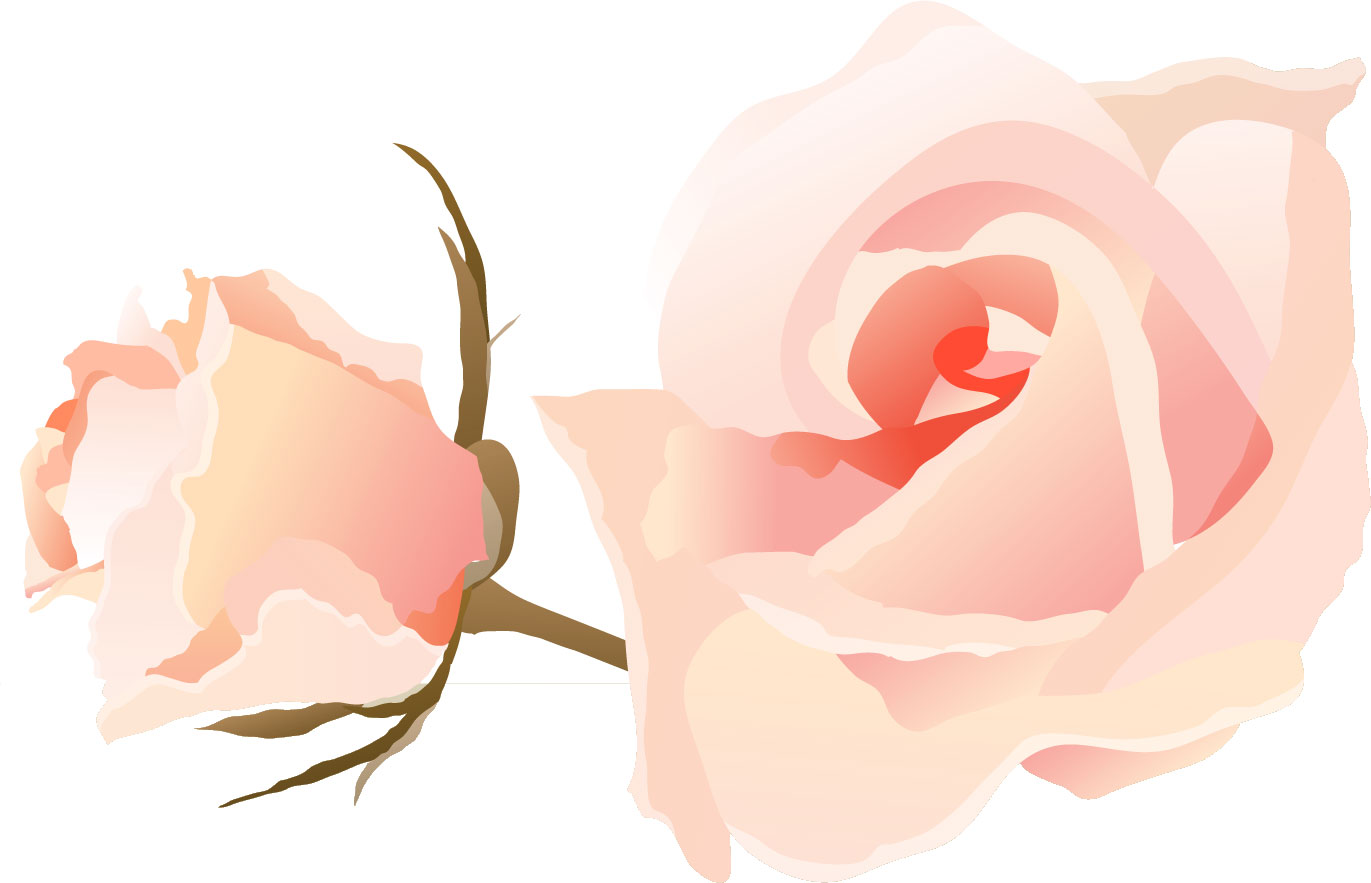 薔薇のイラスト見本-ピンクのバラ二輪