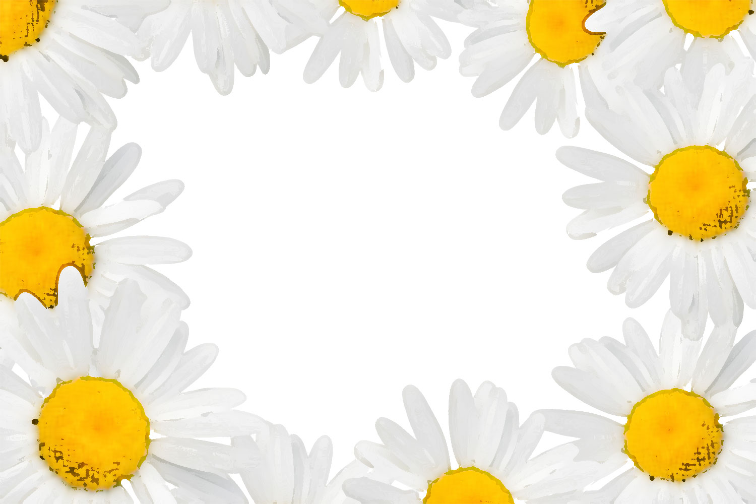 白い花のイラスト フリー素材 No 241 白菊 マーガレット