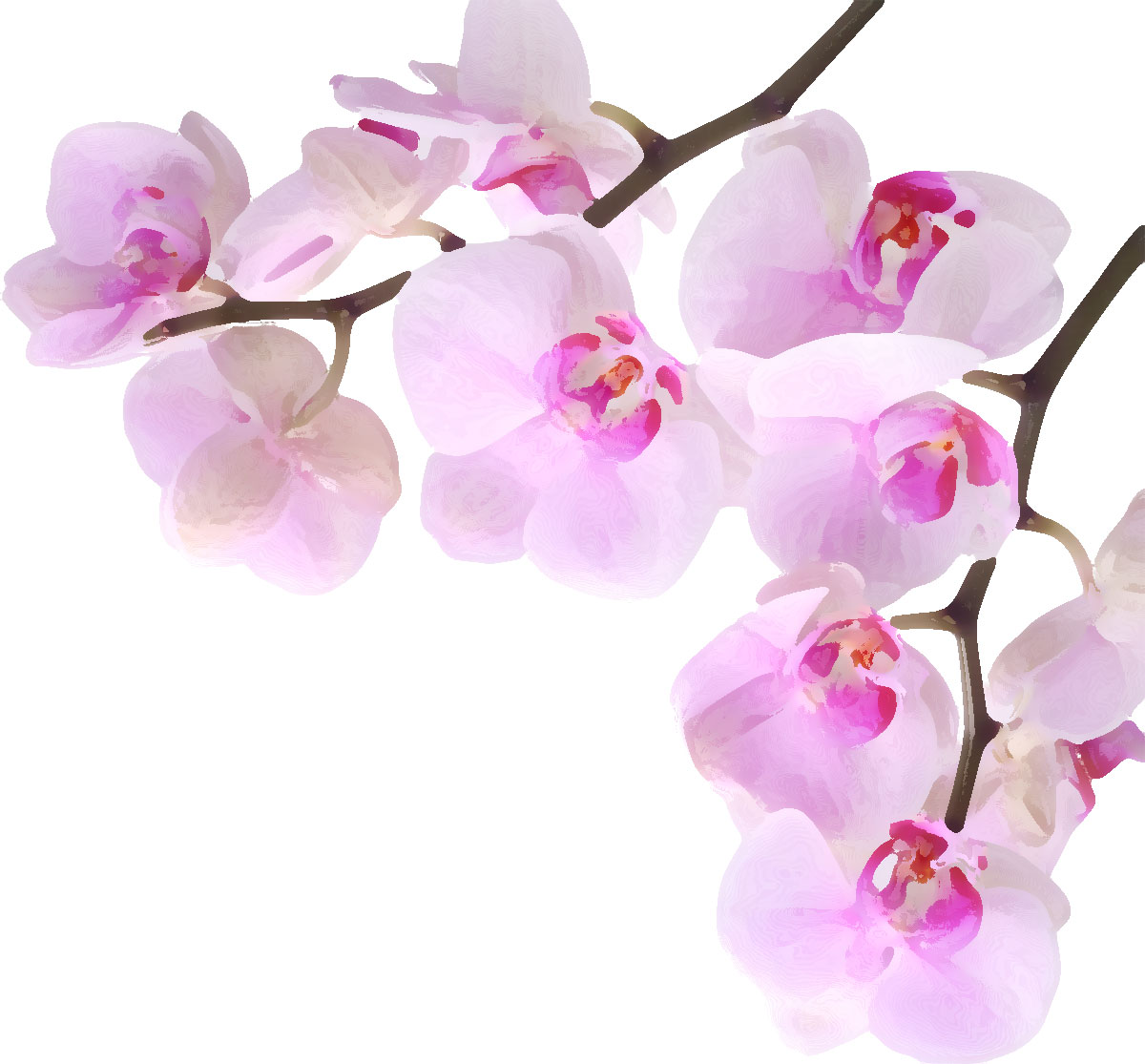 ピンクの花のイラスト フリー素材 No 345 紫の胡蝶蘭