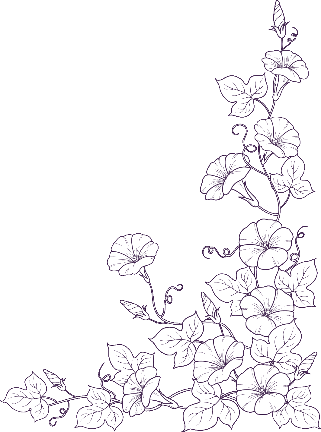 白黒 モノクロの花のイラスト フリー素材 ライン線 コーナー用no 858 アサガオ 白