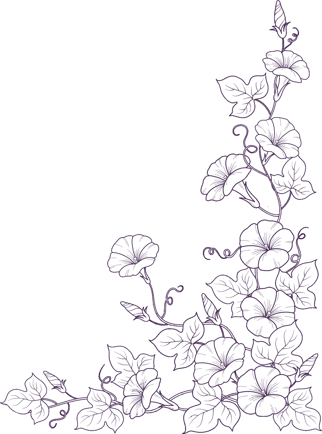 リアルな花のイラスト フリー素材 白黒 モノクロno 11 アサガオ 透過色