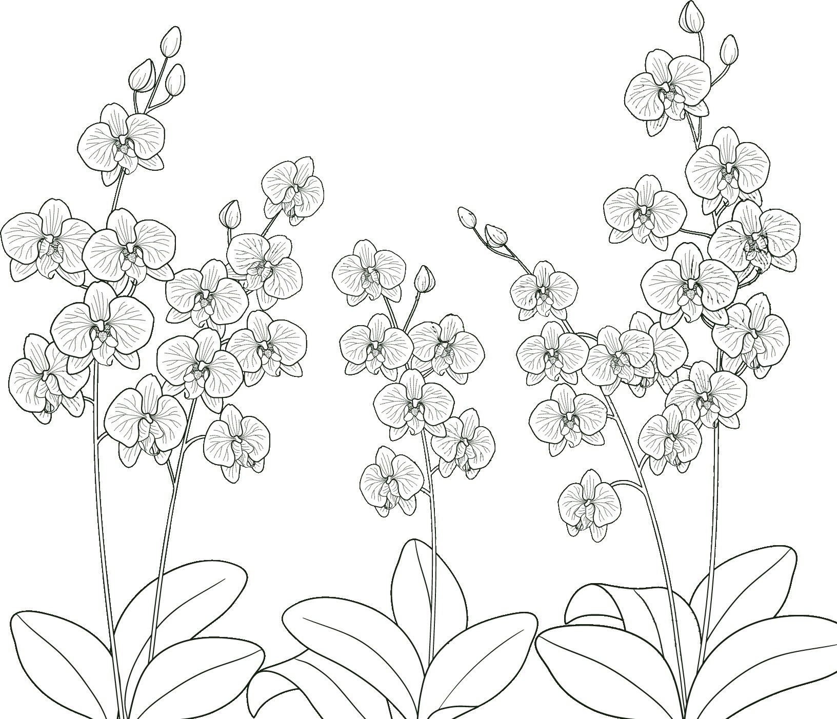白黒の花のイラスト-胡蝶蘭・透過色