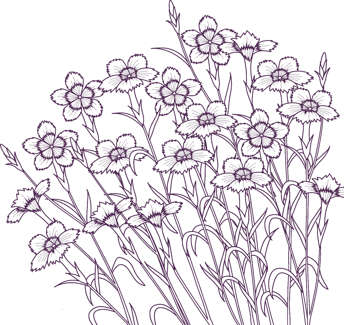 白黒 モノクロの花のイラスト フリー素材 ライン線 コーナー用no 5 群生 透過色