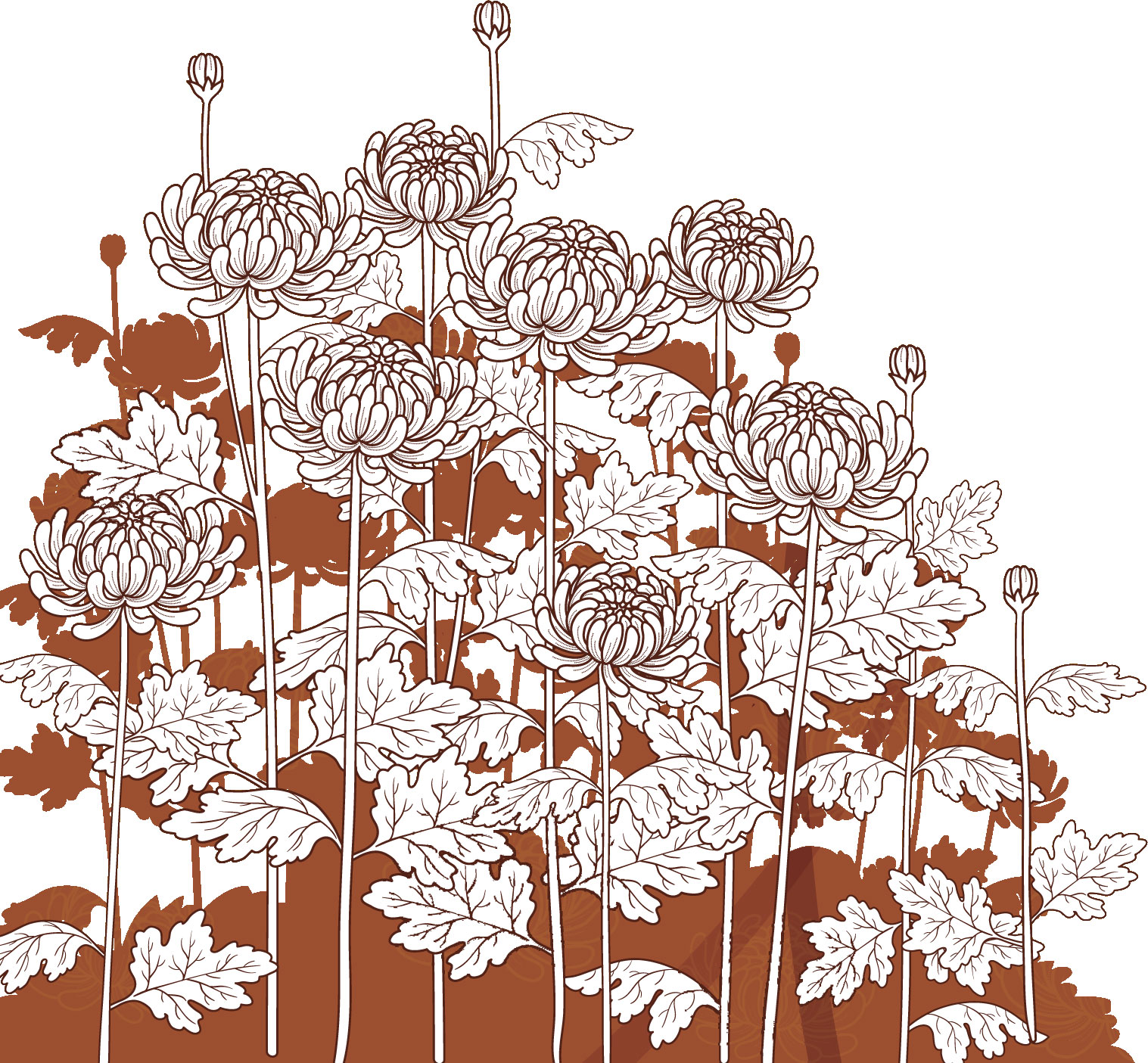 リアルな花のイラスト フリー素材 白黒 モノクロno 21 群生の菊 白 影
