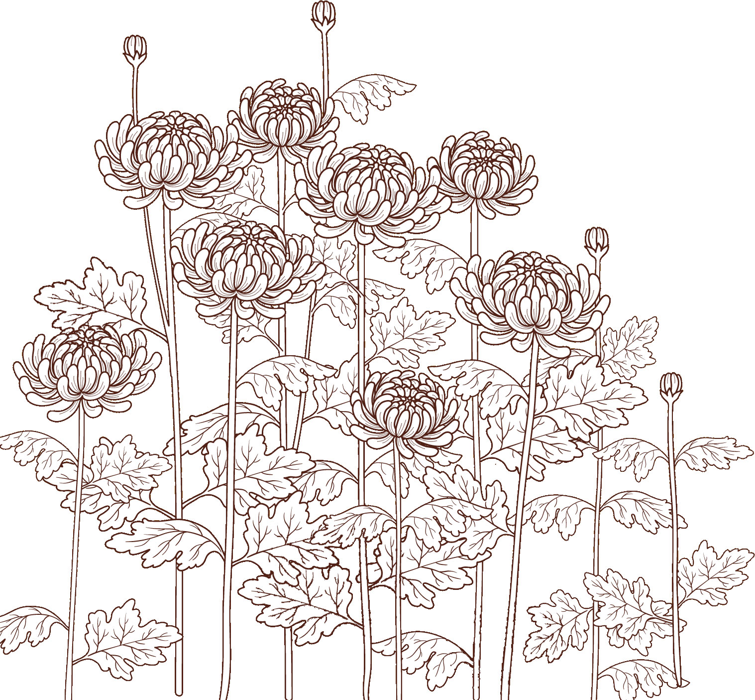 リアルな花のイラスト フリー素材 白黒 モノクロno 22 群生の菊 透過色