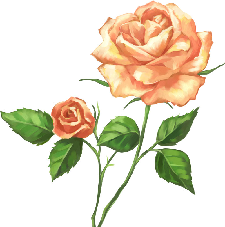 薔薇のイラスト見本-ピンクのバラ・二輪