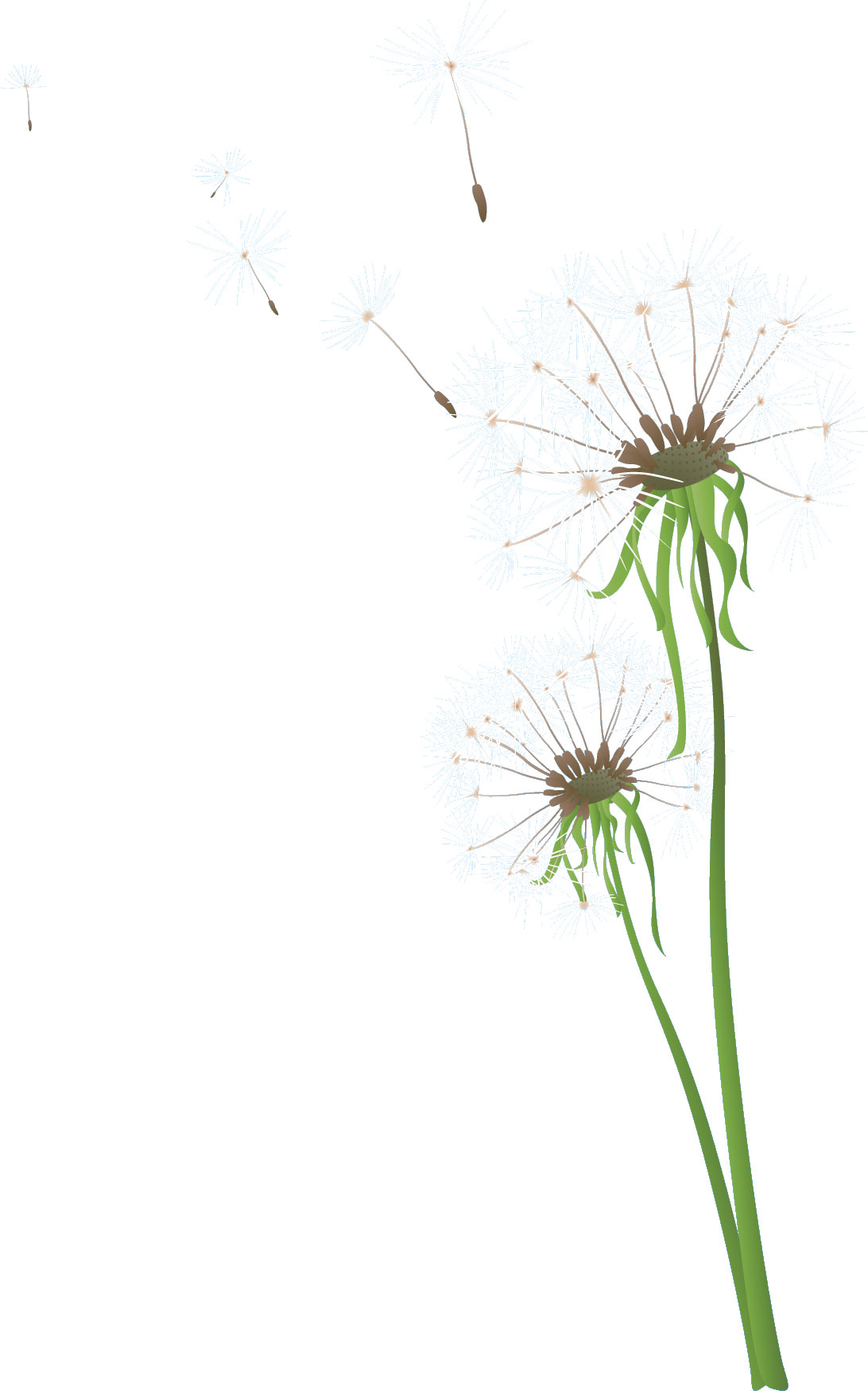 無料ダウンロードたんぽぽ イラスト 簡単 美しい花の画像