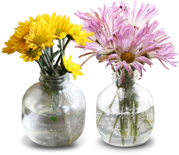 花・葉の写真画像-ガラスの花瓶