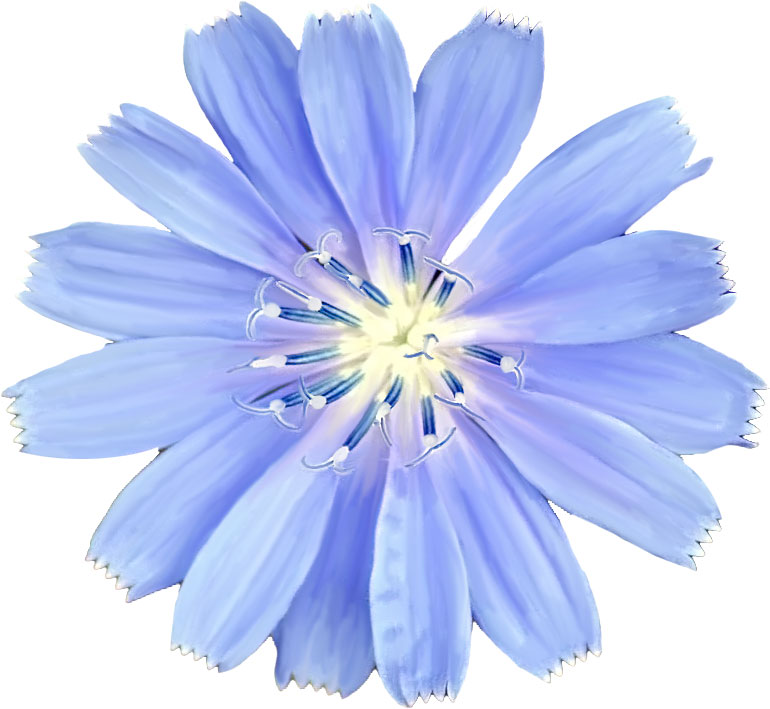 青い花のイラスト フリー素材 No 0 蛍光色 青 おしべ