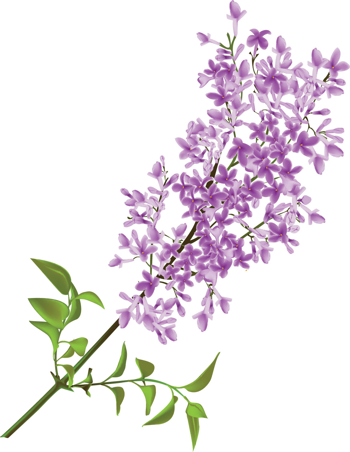 紫色の花のイラスト フリー素材 No 192 ライラック 紫 枝葉
