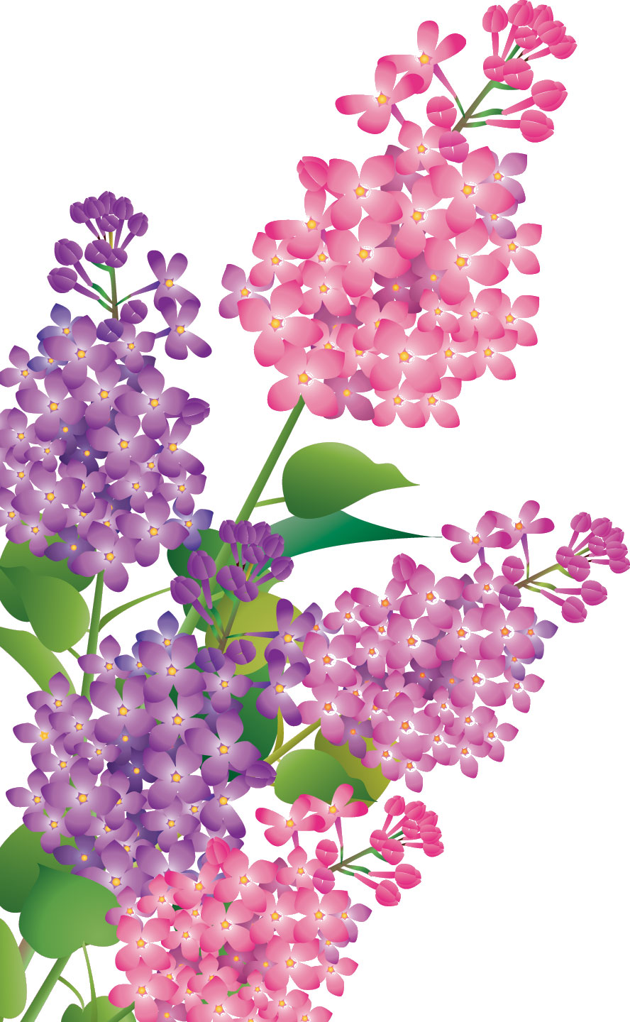 紫色の花のイラスト フリー素材 No 370 ライラック 紫 ピンク