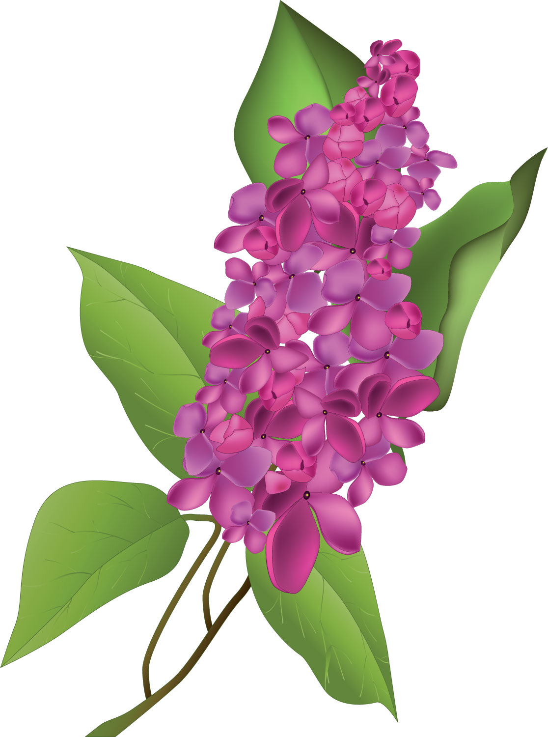 紫色の花のイラスト フリー素材 No 194 ライラック 紫 葉