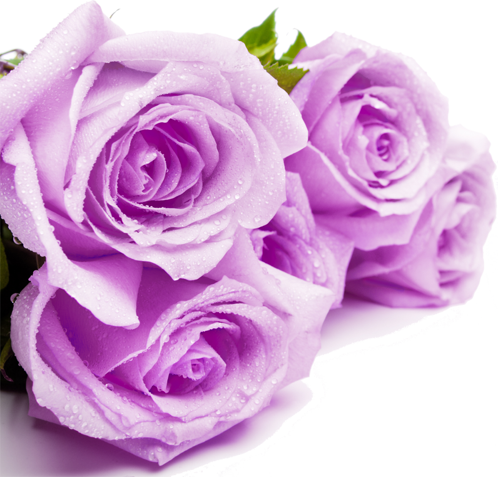 紫色の花の写真 フリー素材 No 634 紫 バラ