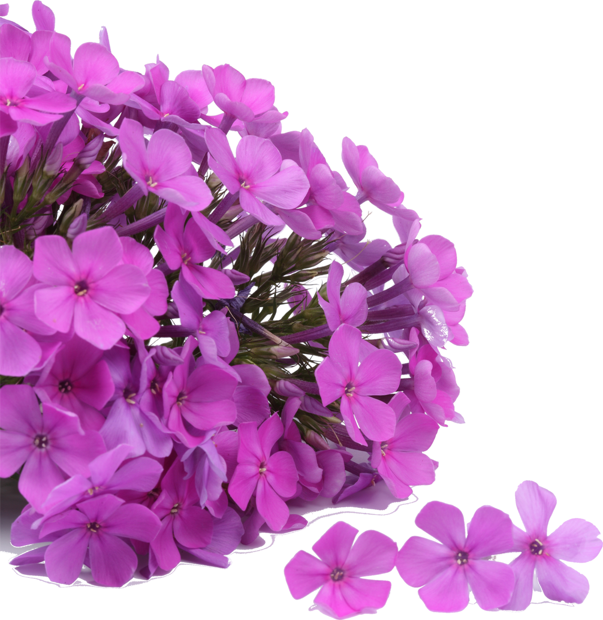 紫色の花の写真 フリー素材 No 635 紫 塊