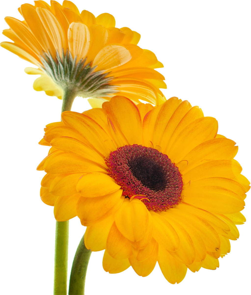 花・葉の写真画像-黄色・ガーベラ・二輪
