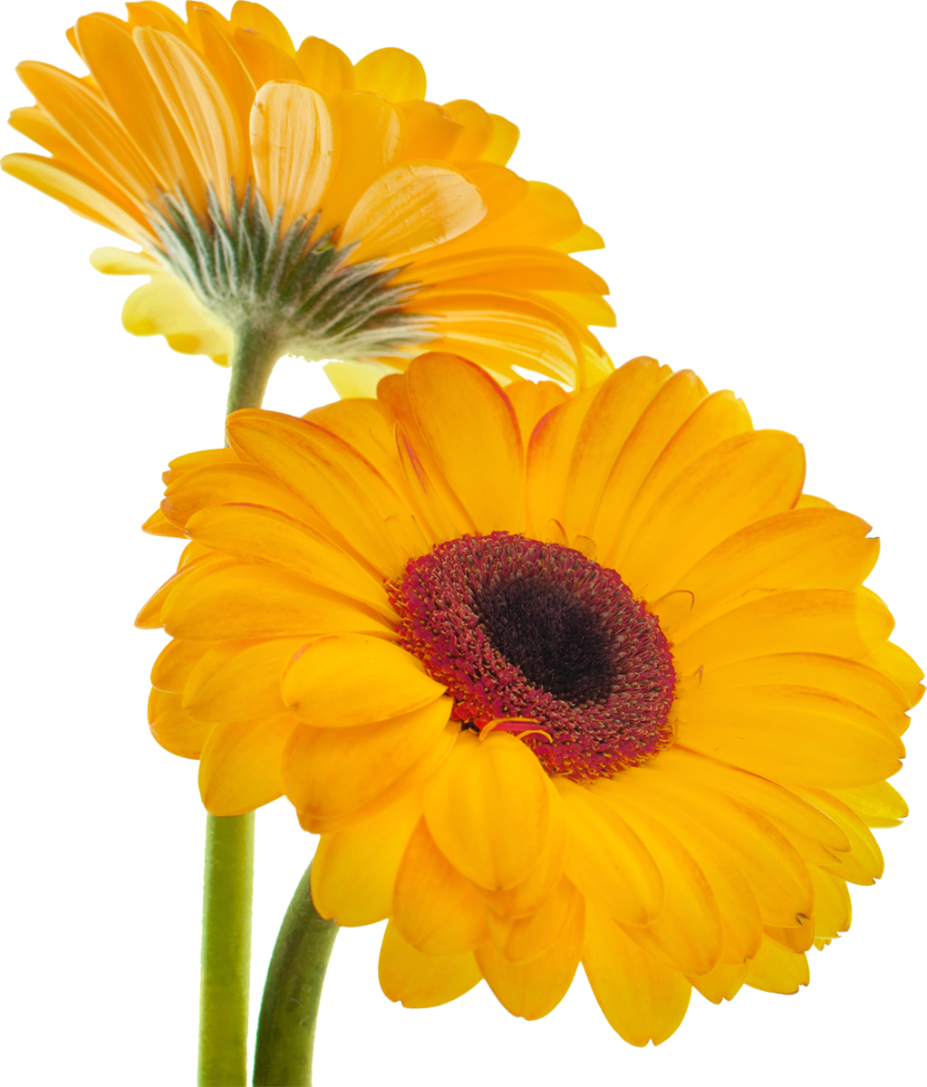 花や葉の写真 画像 フリー素材 No 058 黄色 ガーベラ 二輪