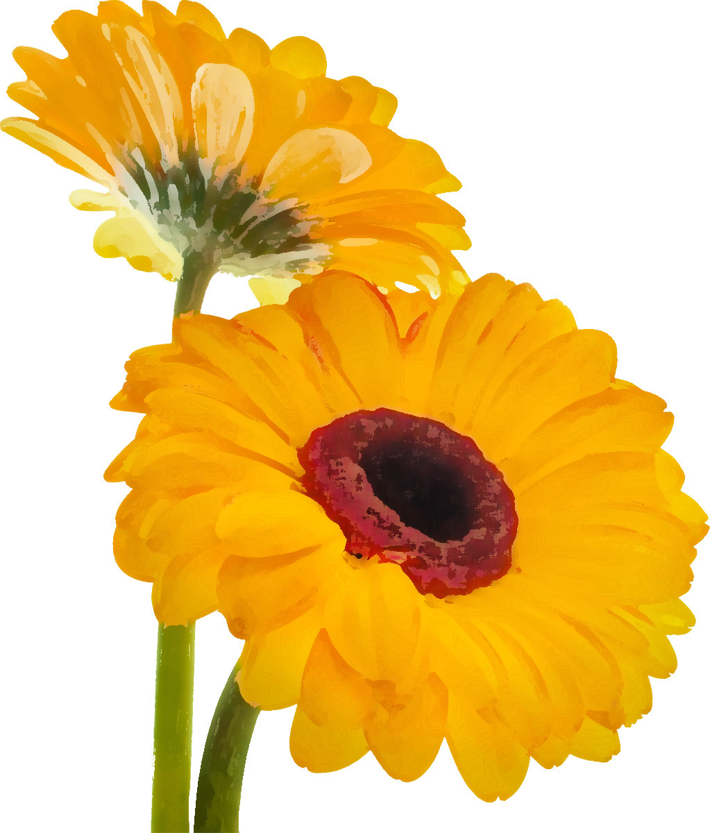 リアルタッチな花のイラスト フリー素材 No 373 黄色 ガーベラ 二輪