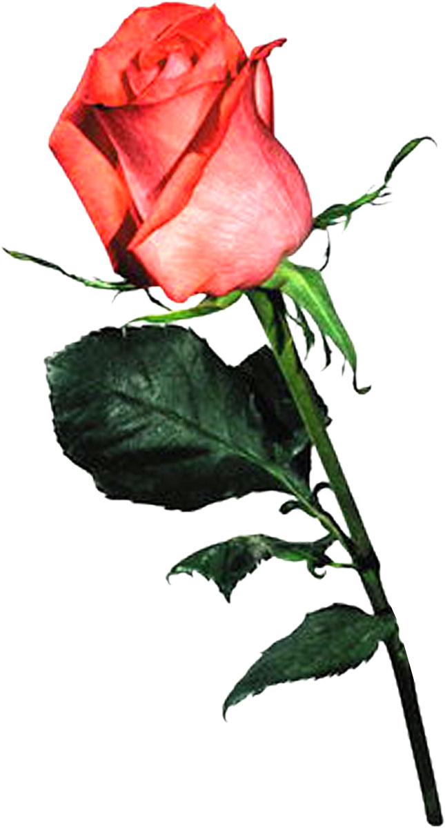 花・葉の写真画像-赤いバラ・影