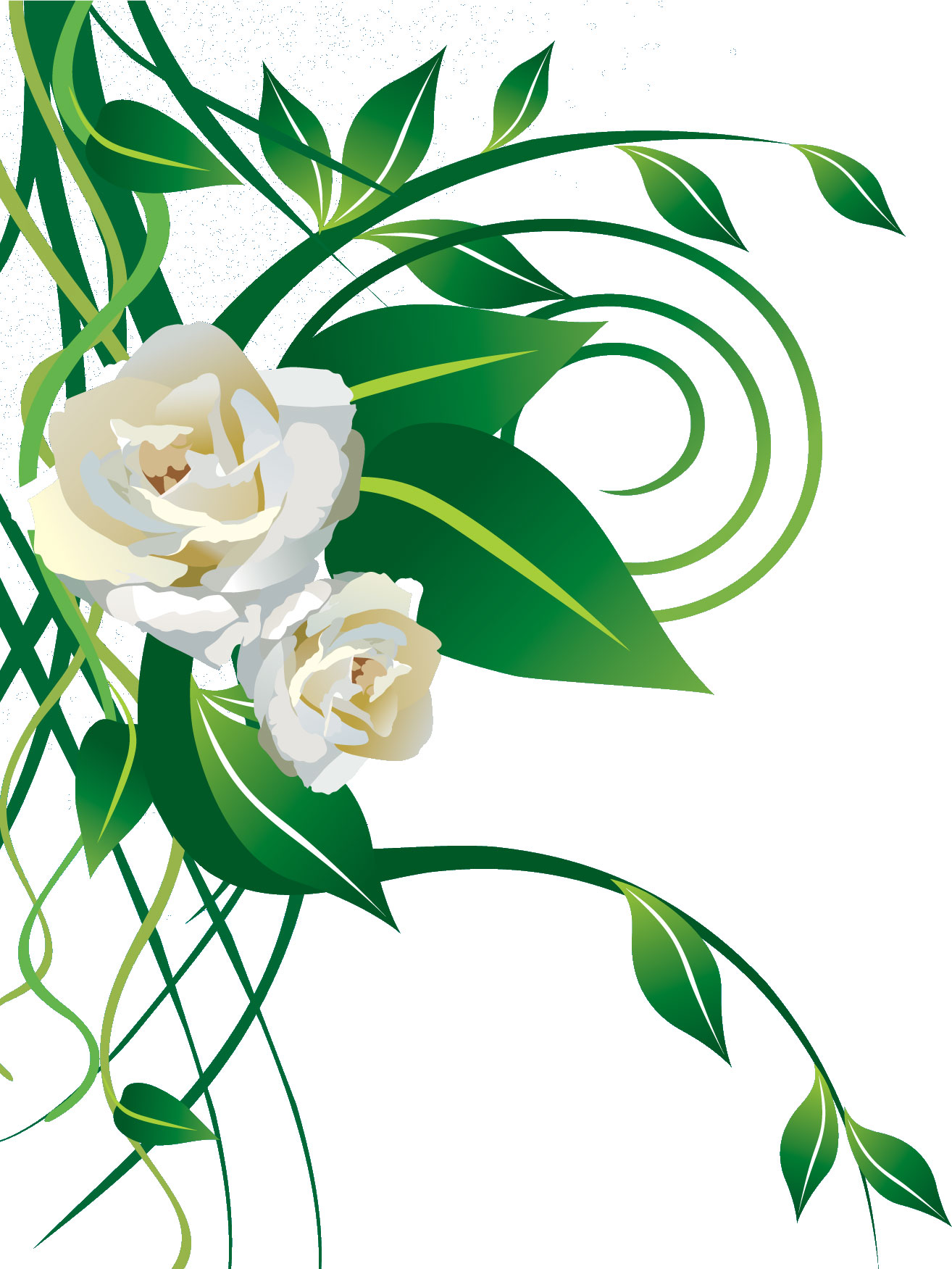 白い花のイラスト フリー素材 No 2 白バラ 茎葉 蔓
