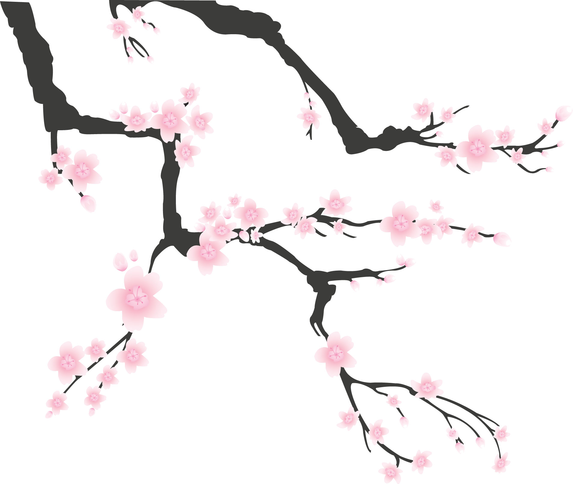 すべての美しい花の画像 最高のリアル 桜 花 イラスト