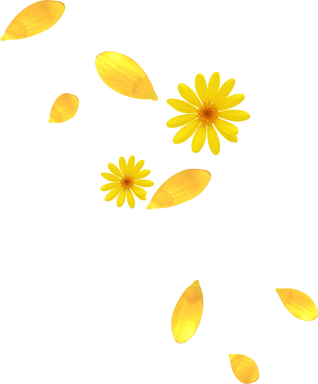 コスモスのイラスト見本-コスモス・黄色の花びら