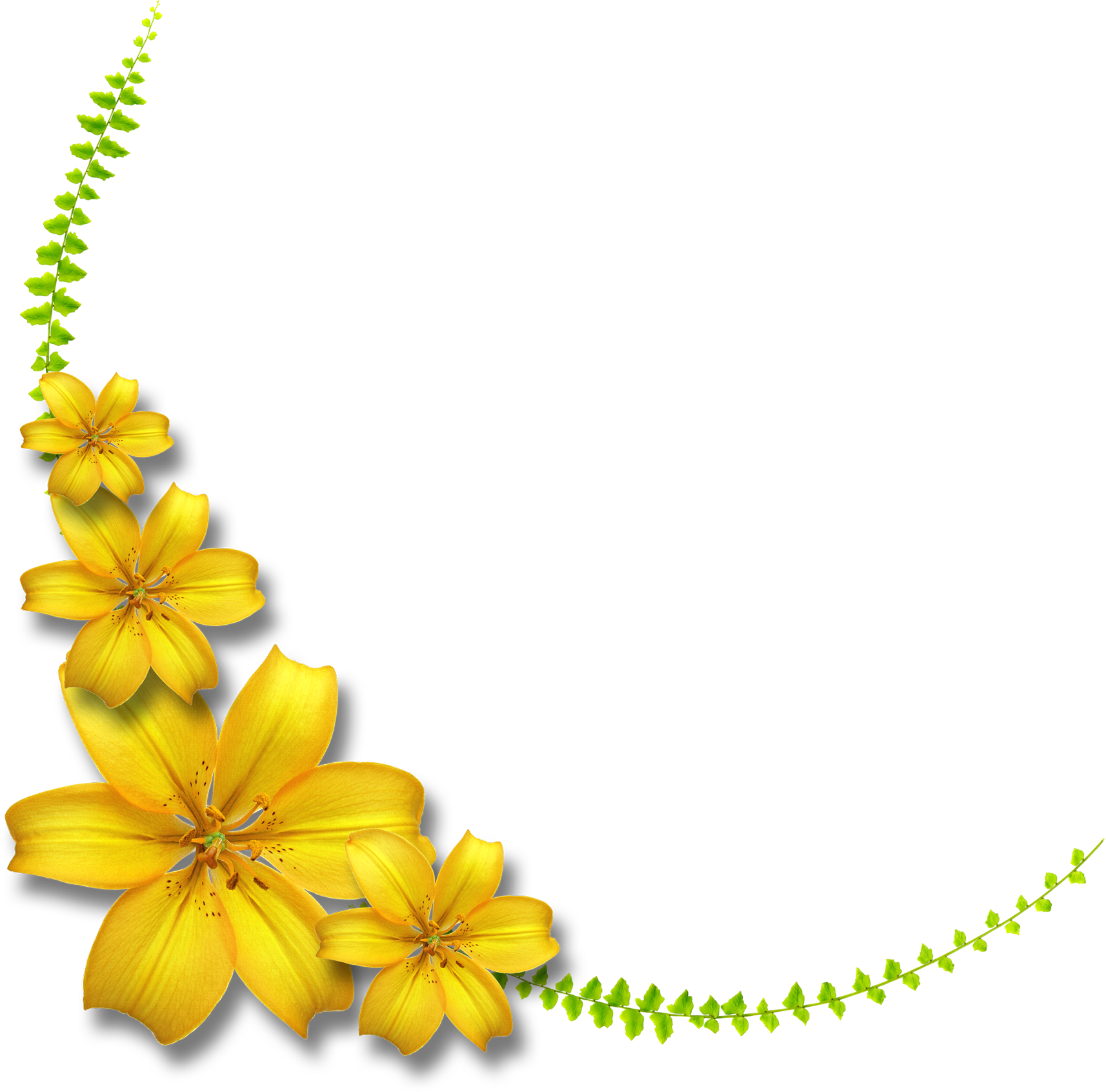 百合 ゆり の花の画像 イラスト フリー素材 No 168 黄色いユリ 葉