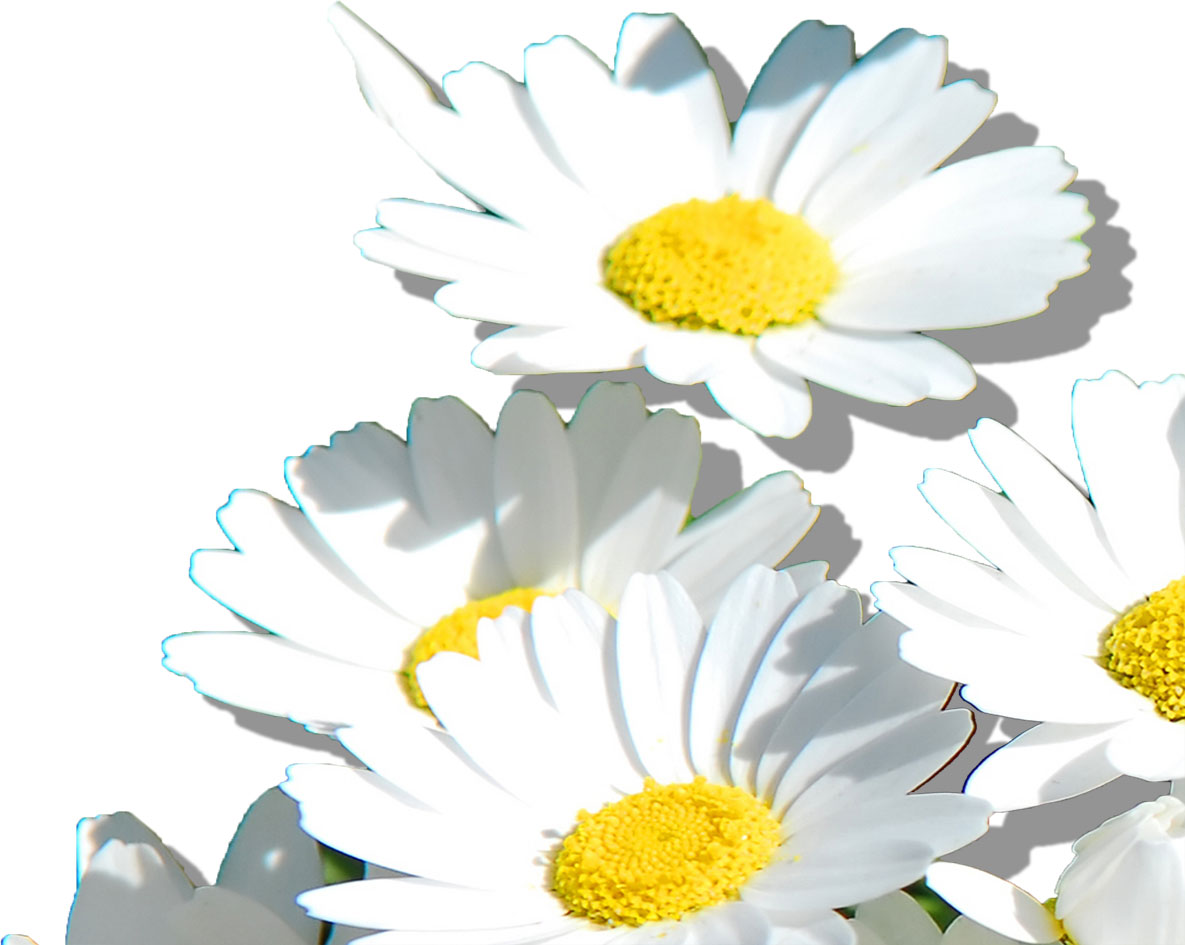 白い花のイラスト フリー素材 No 290 白 コスモス