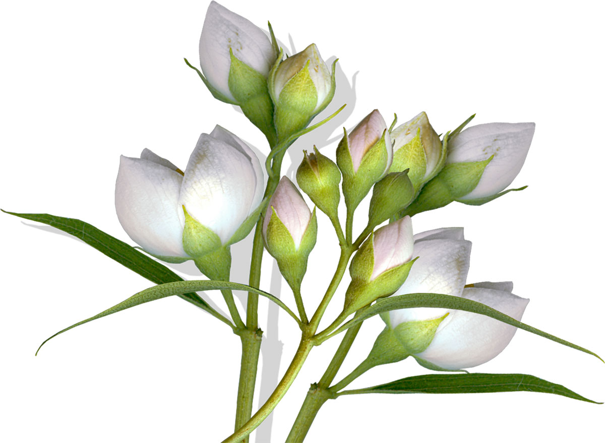 花・葉の写真画像-白・つぼみ・茎葉