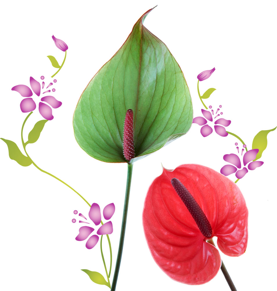 花・葉の写真画像-アンスリウム・赤緑