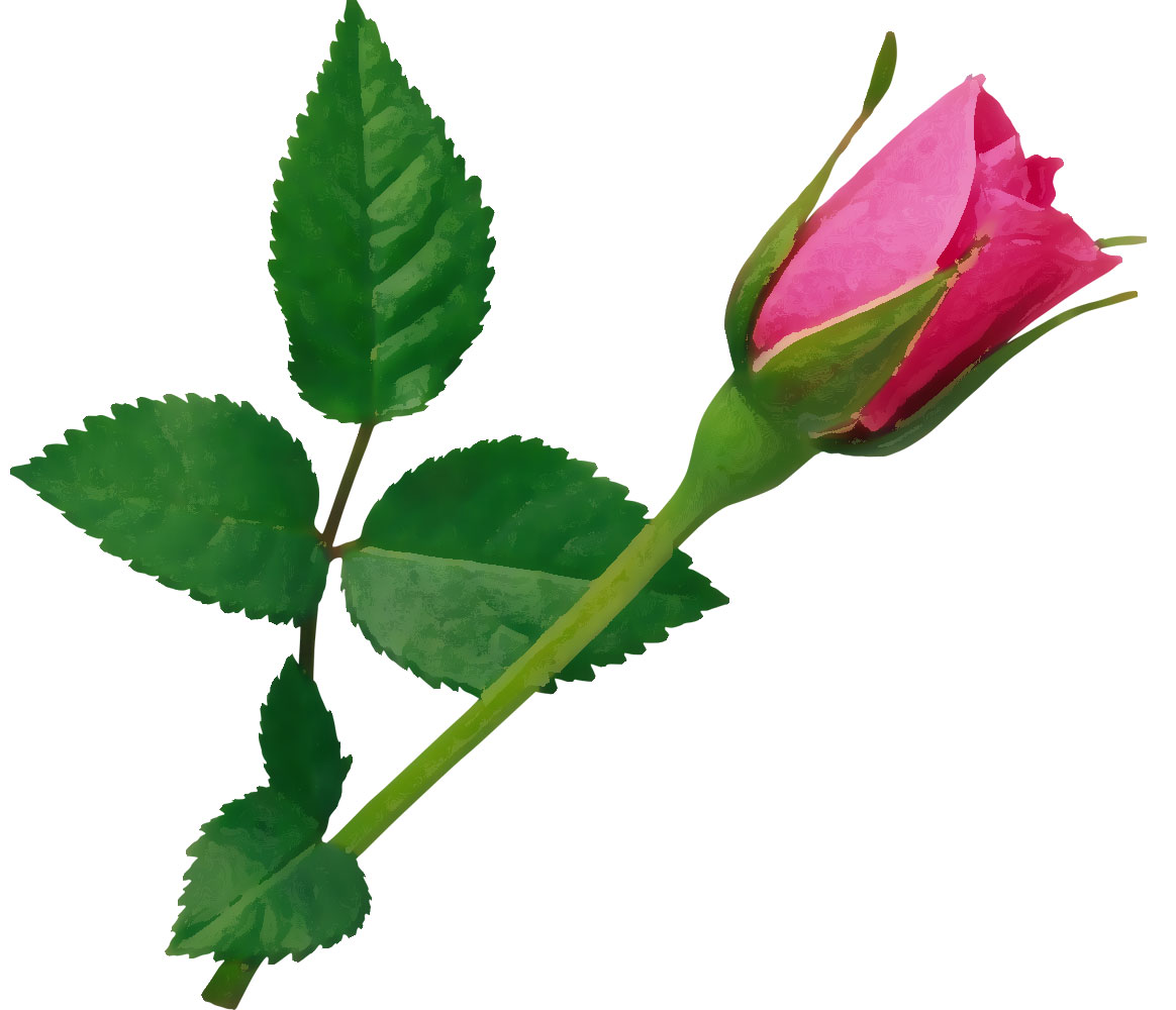 リアルタッチな花のイラスト フリー素材 No 393 濃いピンク バラ