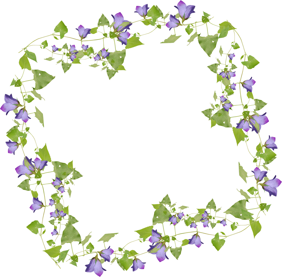 桔梗 キキョウ のイラスト 画像no 8 桔梗の花と葉のフレーム 無料のフリー素材集 百花繚乱
