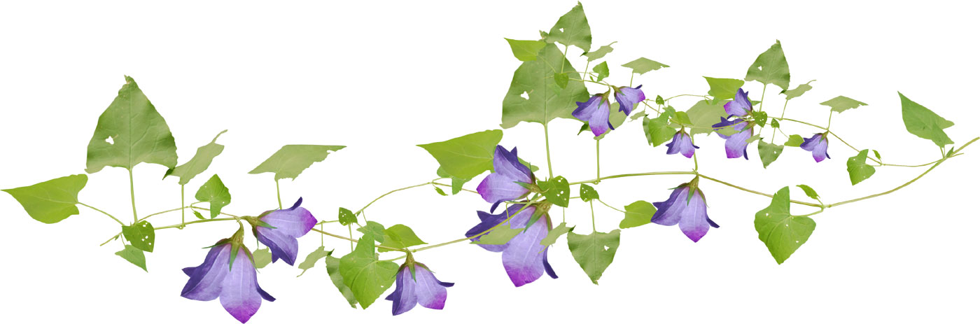 花のライン線イラスト-紫・茎葉
