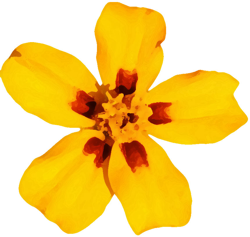 黄色い花のイラスト フリー素材 No 052 黄 赤 5枚花びら
