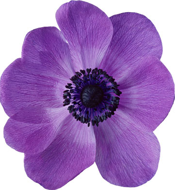 花や葉の写真 画像 フリー素材 No 586 アネモネ 紫